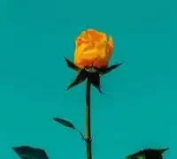 Berkay Altunyay – Olmazlara İnat (Remix)