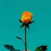 Berkay Altunyay – Olmazlara İnat (Remix) Albüm Kapağı